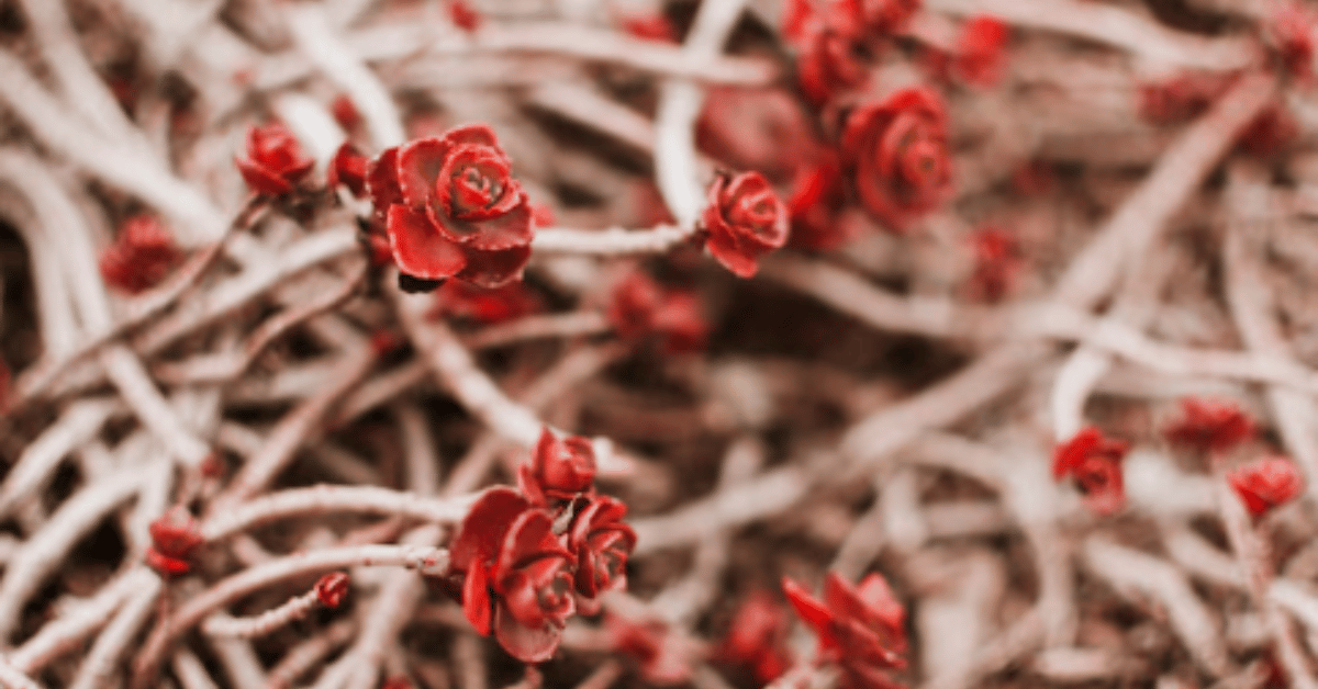 rose sainte