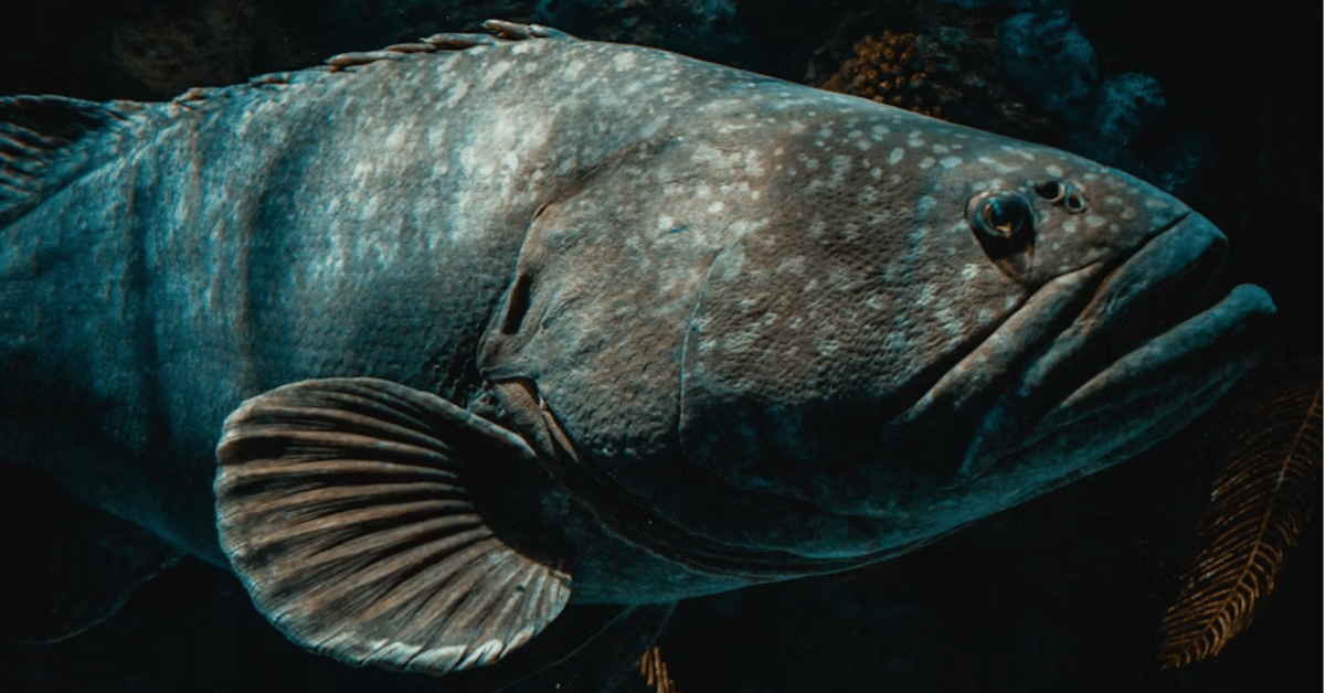 big seer fish